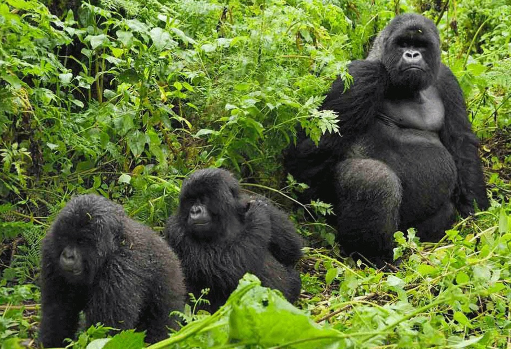 Rwanda photography safari